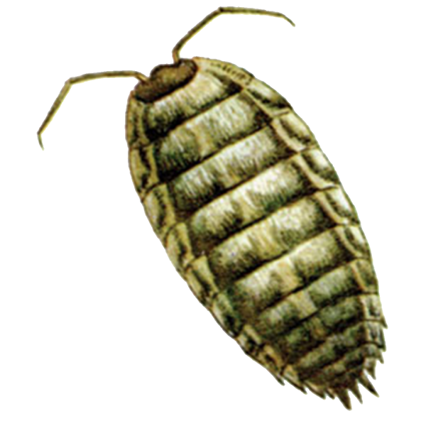 Мокрица мультяшная