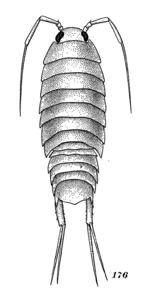 Строение мокрицы