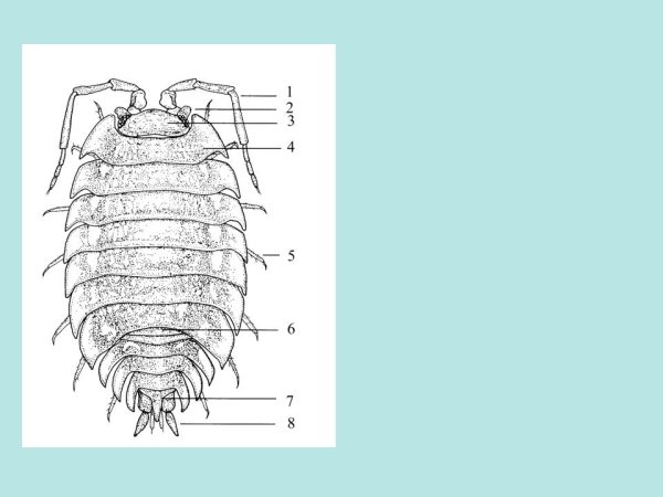 Мокрица строение тела
