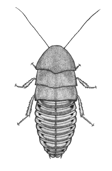 Таракан мокрица