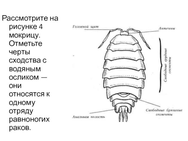 Водяной ослик строение