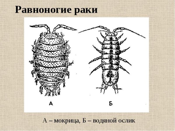 Равноногие ракообразные