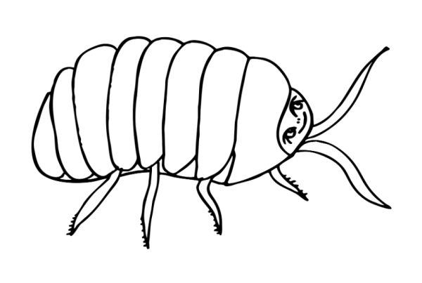 Насекомые. Раскраска