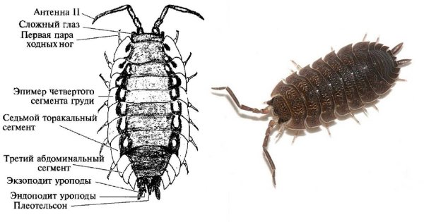 Строение мокрицы схема