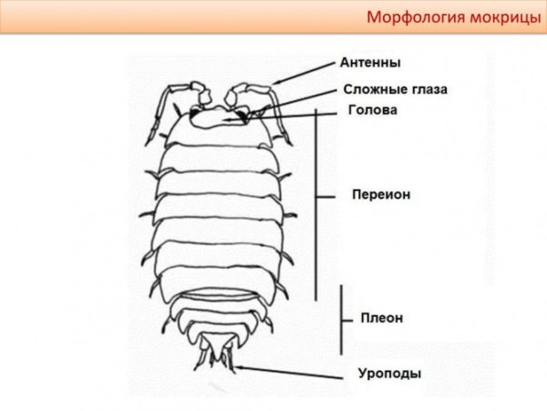 Строение мокрицы схема