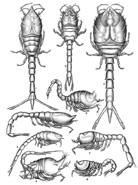 Ракообразные равноногие строение