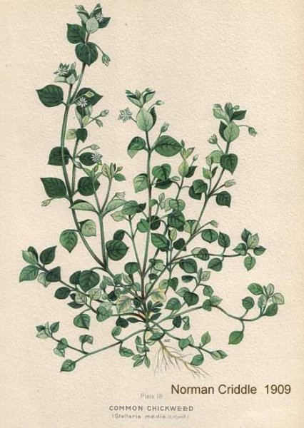 Звездчатка приподнимающийся стебель