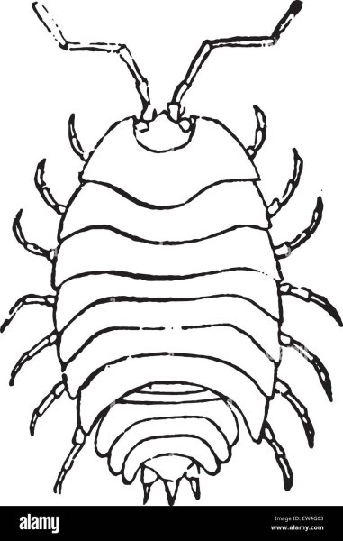 Мокрица раскраска