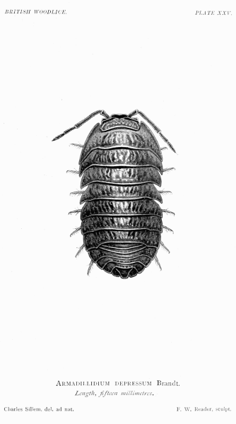 Cylisticus convexus мокрица