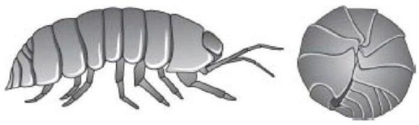 Мокрица силуэт