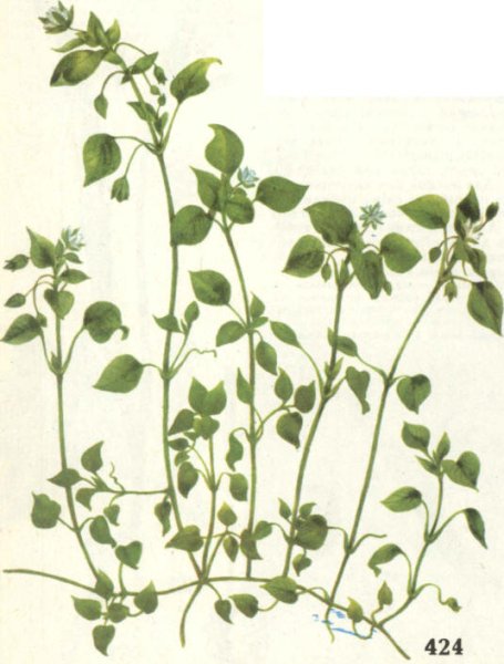 Звездчатка средняя гербарий