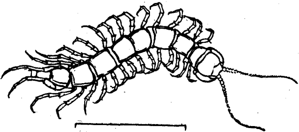 Сколопендра раскраска