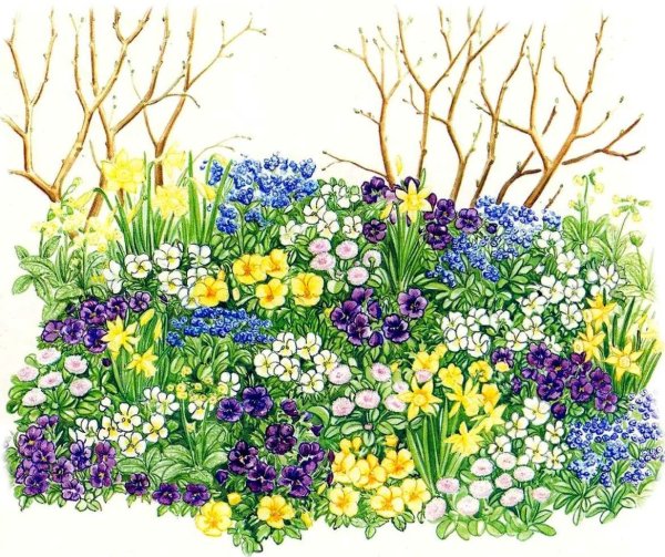 Миксбордер акварель