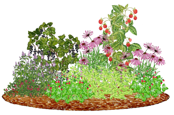 Цветы на клумбе рисунок