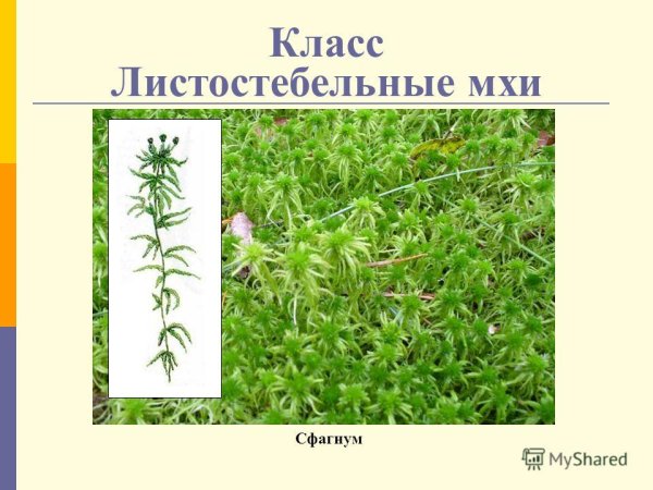 Листостебельные мхи сфагновые