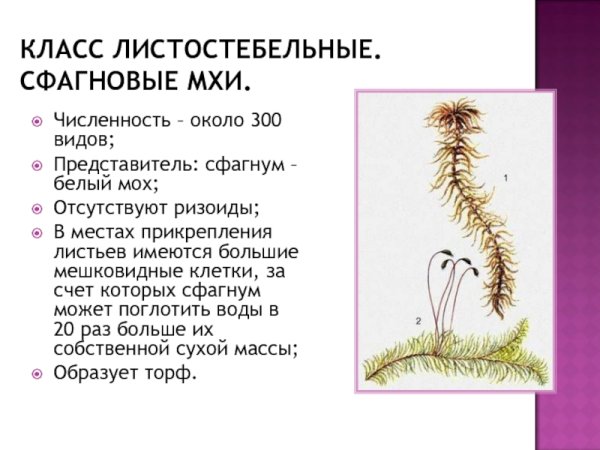 Листостебельные мхи белые