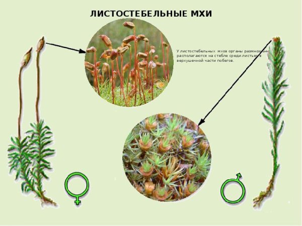 Побег мха Кукушкин лен