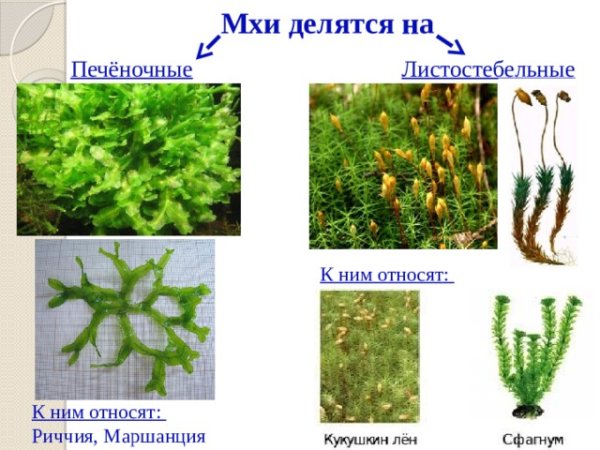 Маршанция риччия Кукушкин лен сфагнум