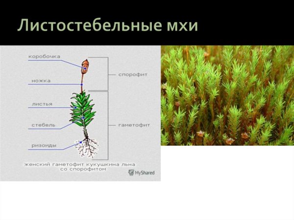 Листостебельные мхи Кукушкин лен