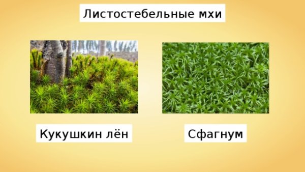 Листостебельные мхи Кукушкин лен