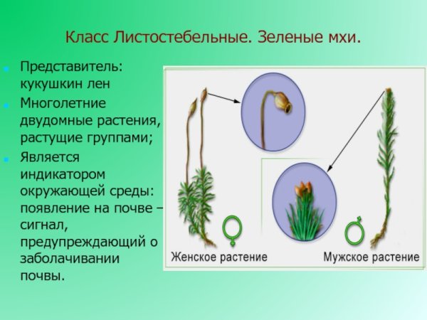 Листостебельные мхи Кукушкин лен
