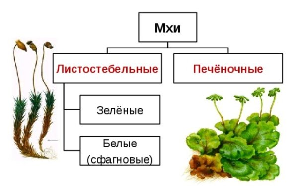 Листостебельные мхи Кукушкин лен