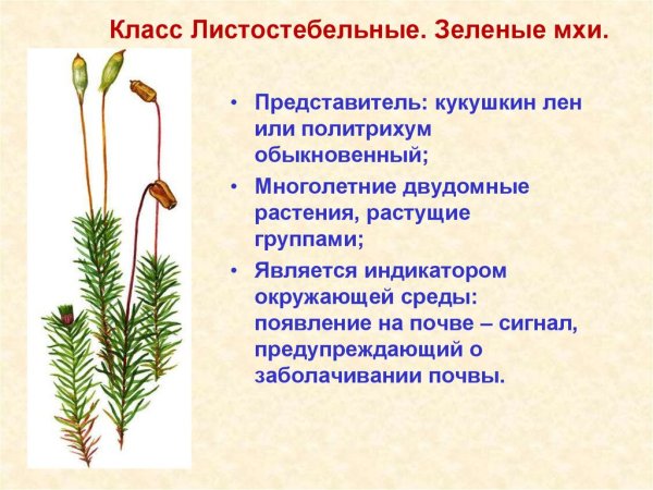 Листостебельные мхи Кукушкин лен строение