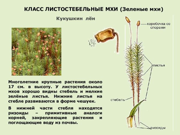 Листостебельные мхи Кукушкин лен и сфагнум