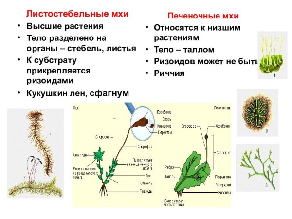 Класс листостебельные Кукушкин лен