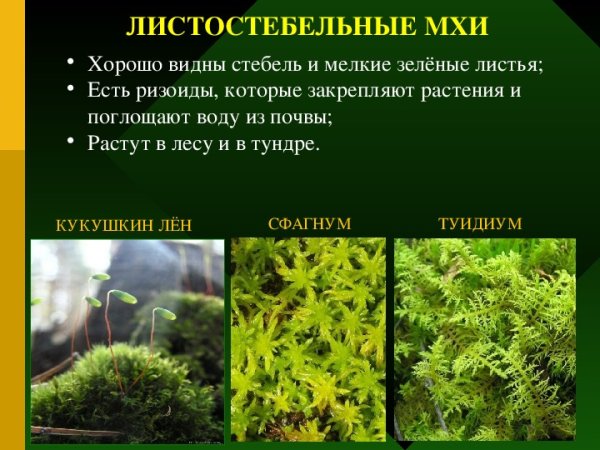 Сфагнум и Кукушкин лен и сфагнум