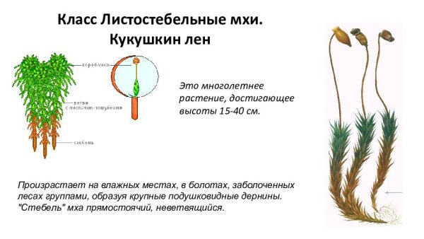 Побег сфагнума