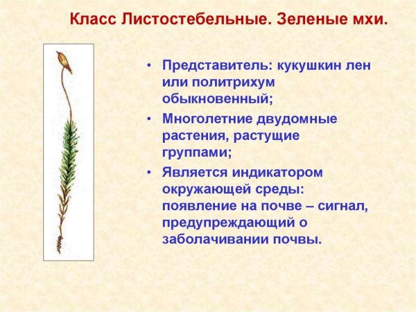 Стебель листостебельных мхов
