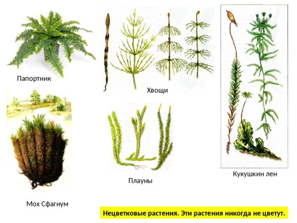 Тортула стенная мох