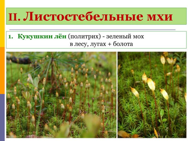 Листостебельное растение мха