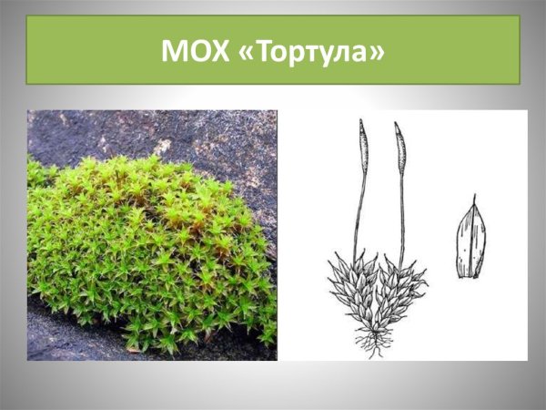 Сфагнум отдел Кукушкин