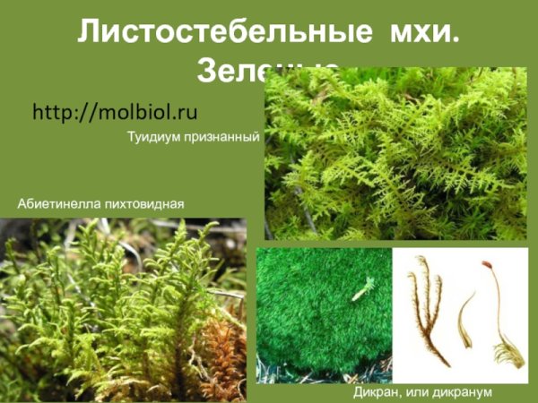 Строение мха Кукушкин лен и сфагнум