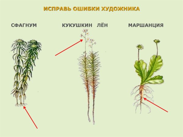 Виды листостебельных мхов с названиями