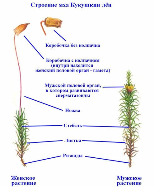 Цикл развития мха Кукушкин лен 7 класс