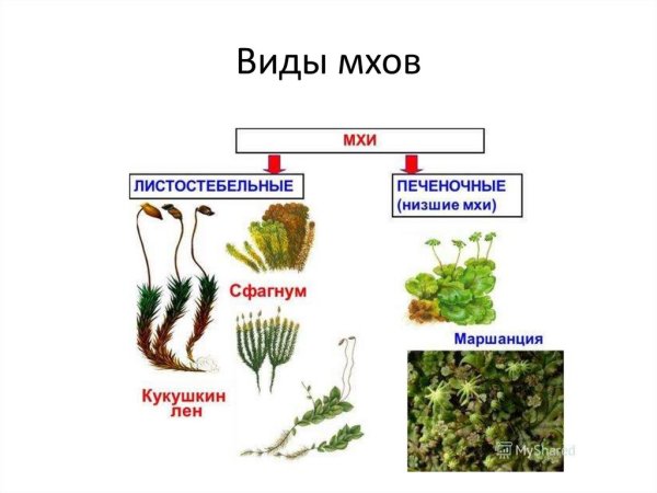 Гаметофит папоротника мха
