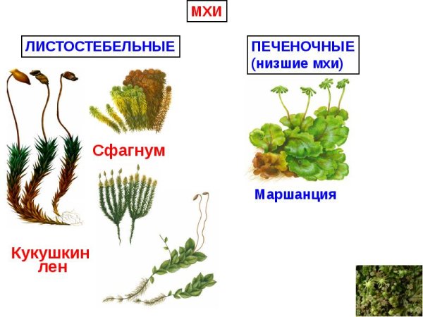 Листостебельные мхи Кукушкин лен