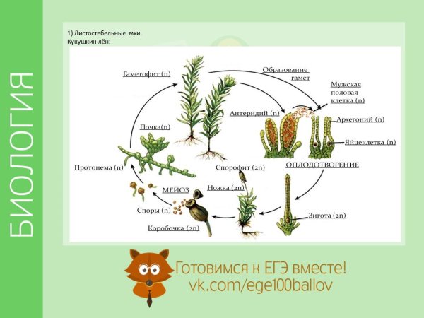 Части растения мха Кукушкин лён