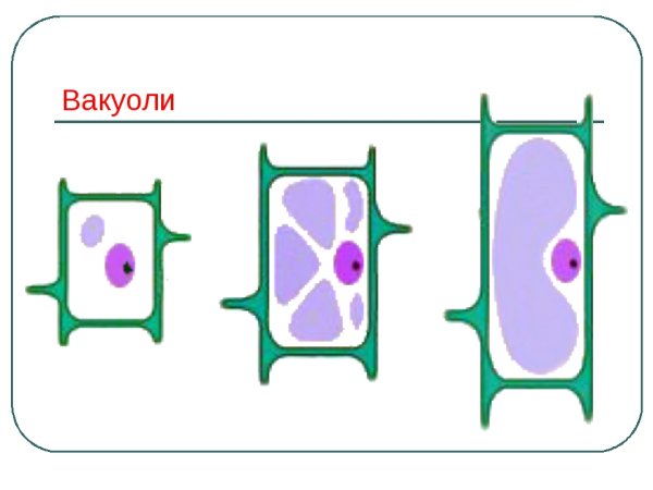 Вакуоль растительной клетки рисунок