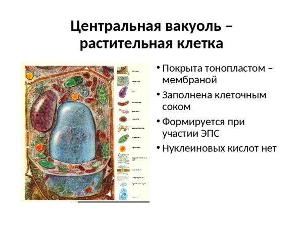 Центральная вакуоль растительной клетки