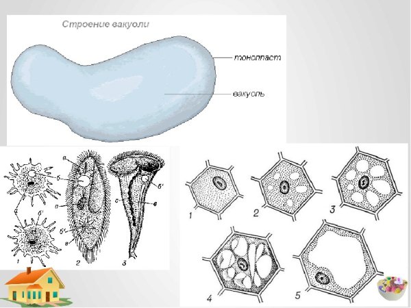 Вакуоли строение рисунок