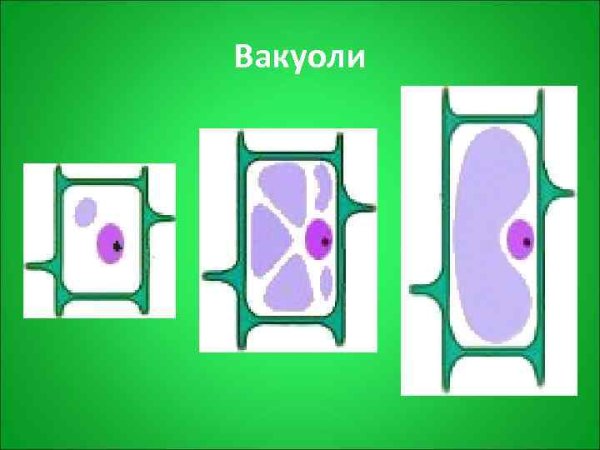 Вакуоль растительной клетки
