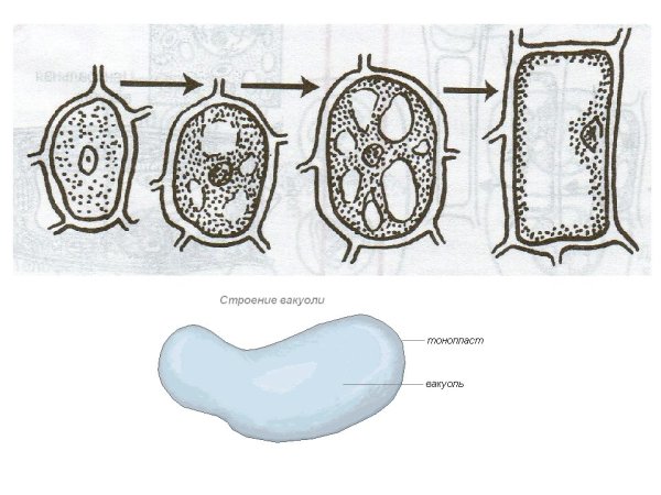 Рисунок вакуоли растительной клеткиклетки