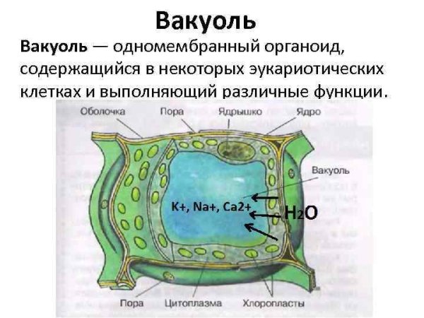 Строение вакуоли в клетке