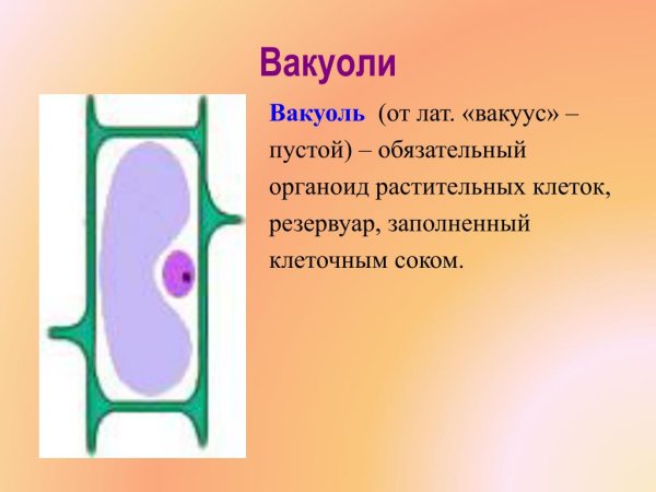 Что такое вакуоль в биологии 5 класс