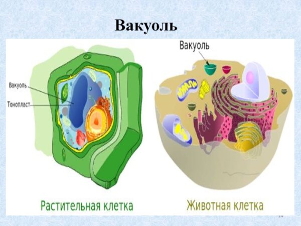 Вакуоли растительной клетки и животной клетки