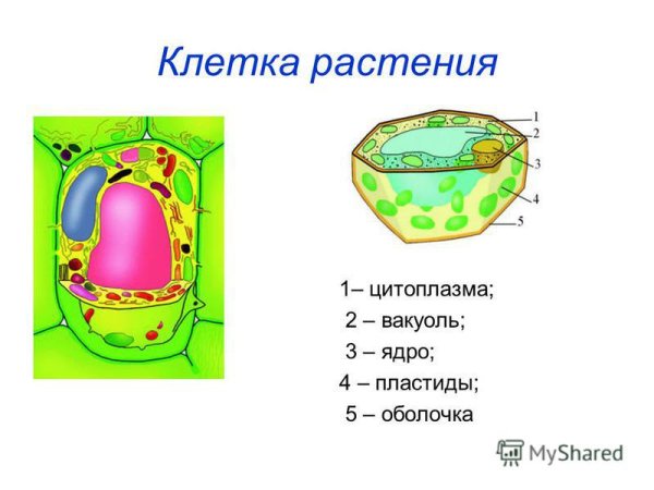 Оболочка и цитоплазма растительной клетки